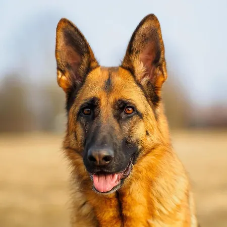 度假居 In Near Spieljoch Lift